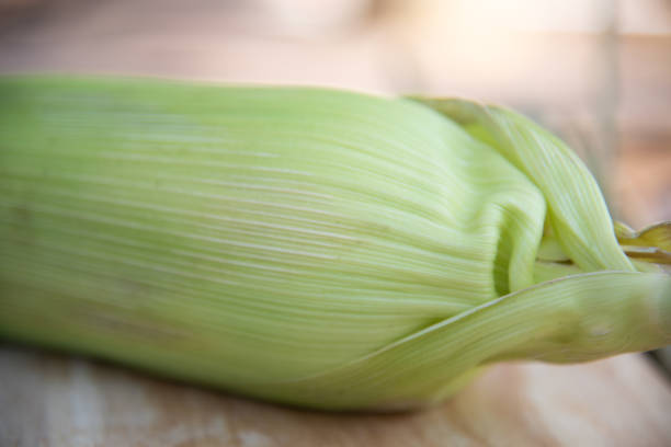 Close up fresh maize argiculture concept.