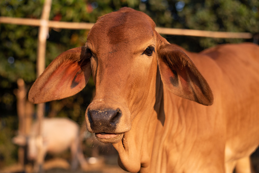 Animal Brown cow in thailand.