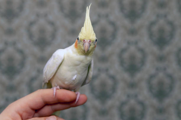 istock Parrot Corella sits on the boy's hand. 1298239585
