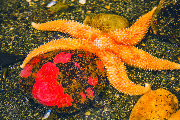 istock Bright Orange Pacific Starfish Red Stone 1298239686