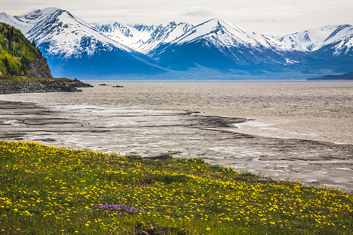 Snow Mountain Range ocean yellow flowers,  Seward highway, anchorage, Alaska