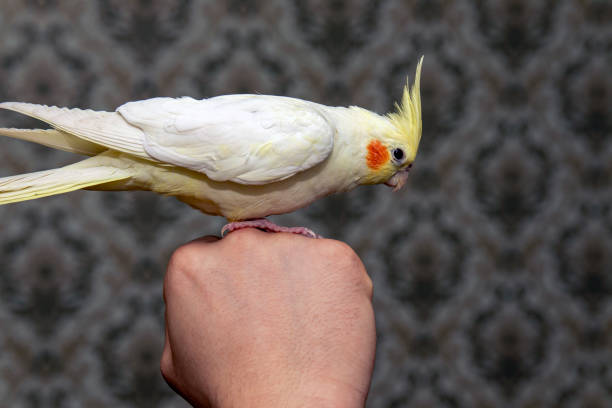 istock Parrot Corella sits on the boy's hand. 1298239914