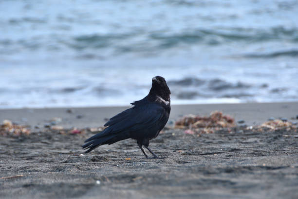 istock Crows looking for food on the beach 1298240654