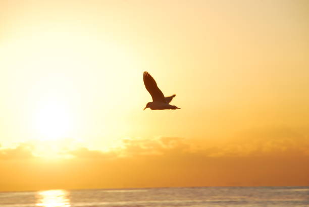 istock Birds flying in the morning sun 1298240660