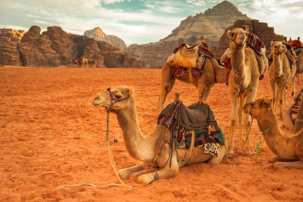 istock Camels in Wadi Rum 1298240829