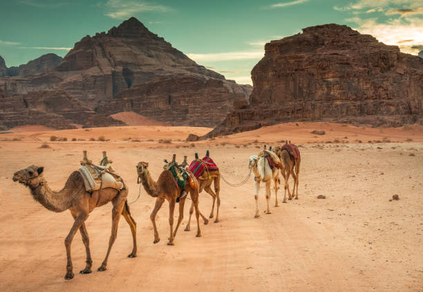 kamele in wadi rum - camel desert travel safari stock-fotos und bilder