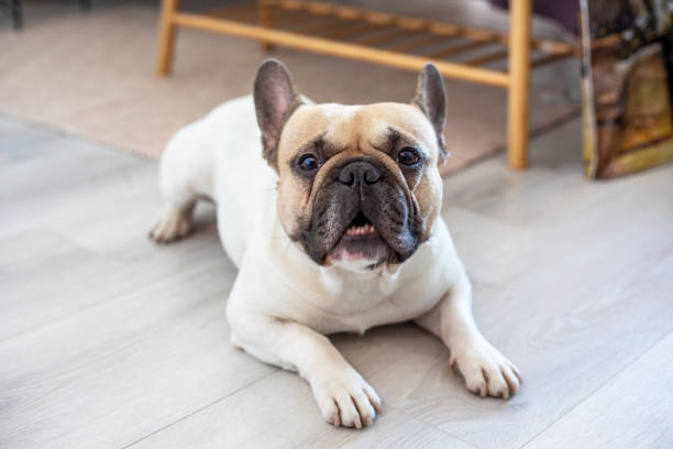 istock french bulldog lying on the floor, horizontal 1298241603