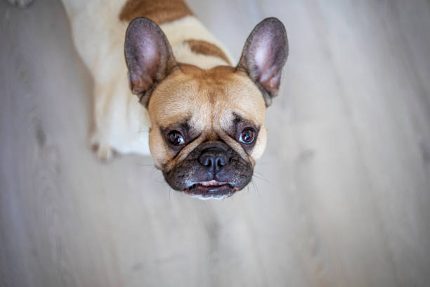 istock cute muzzle french bulldog begs for a treat, horizontal 1298241632