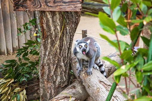 A close up portrait of a Lemur sitting.