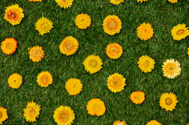 istock Yellow dandelions on geen grass. Above view 1298242069