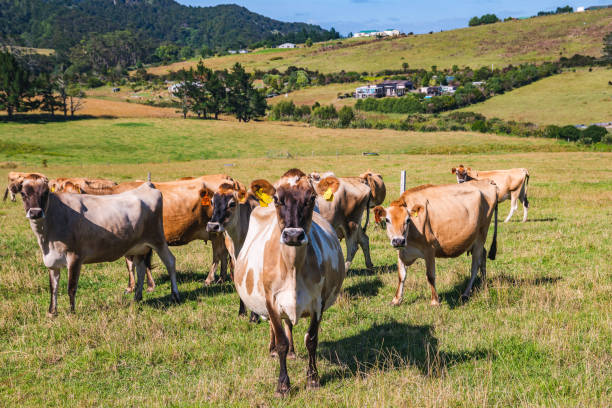 istock Brown and white cows on a summer pasture in a sunny day 1298242090