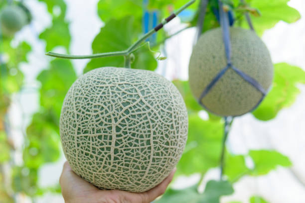 istock Fresh green melon in greenhouse 1298242099