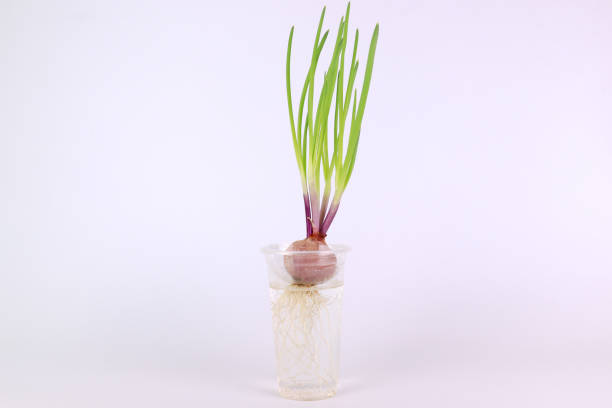 Green Onion in the kitchen