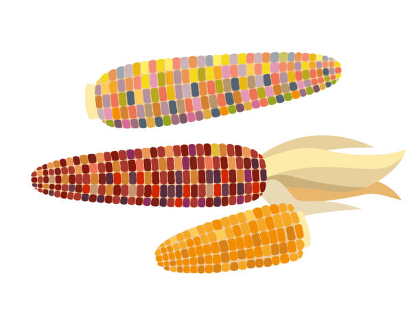 ilustrações, clipart, desenhos animados e ícones de milho flint - ilustração vetorial em design plano isolado em fundo branco - indian corn