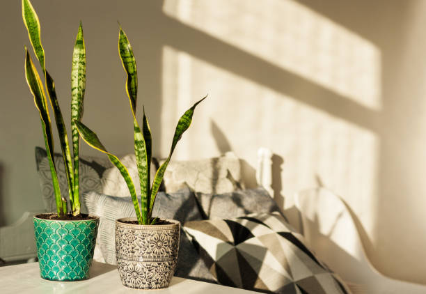 istock Cozy home interior decor, Sansevieria (snake plant) in ceramic pots on a white table on the background of a bed with decorative pillows, modern design on a sunny day 1298245938