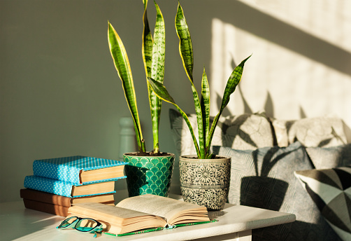 Distance home education: pile of books in colorful covers, glasses, cup of tea and Sansevieria (snake plant) in ceramic pots on a white table on the background of a bed with decorative pillows.