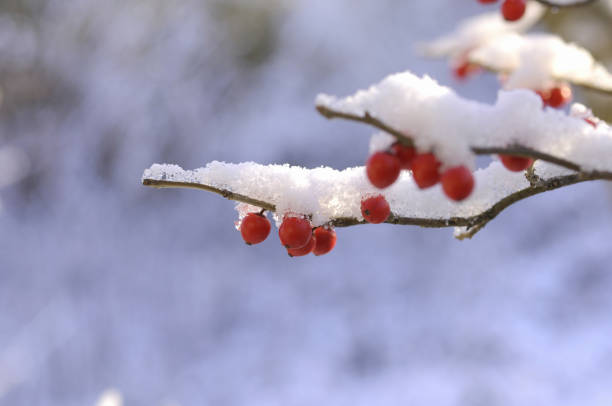 istock Ilex serrata fruit with snow 1298246118
