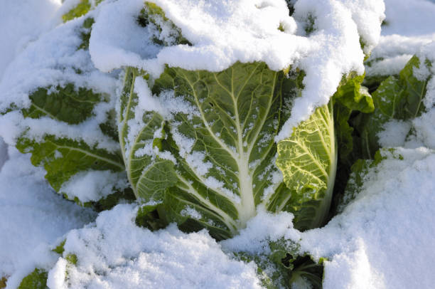istock Cabbage in a field buried in snow 1298246140