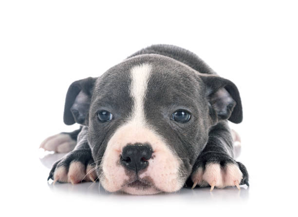 istock puppy staffordshire bull terrier 1298246289