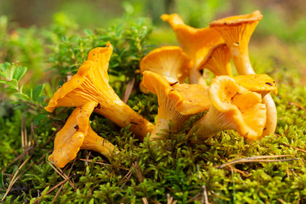 istock Chanterelle mushrooms in a forest. Edible mushrooms 1298246436