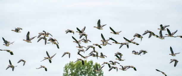istock A large flock of geese silhouetted against a blue and white sky. Movement, selective focus. Panorama, long cover, social media 1298247437