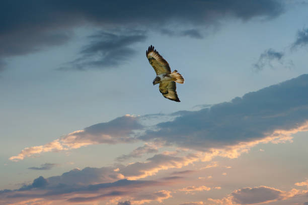 istock The common buzzard, Buteo buteo, is a medium-to-large bird of prey which has a large range. A member of the genus Buteo. Amazing bird in flight 1298247463