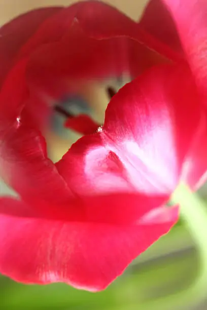 tip of a red tulip petal close-up