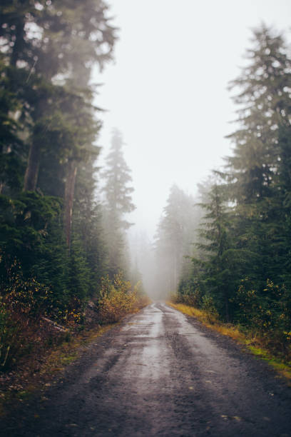 istock Pacific Northwest Foggy Forest Road 1298248057