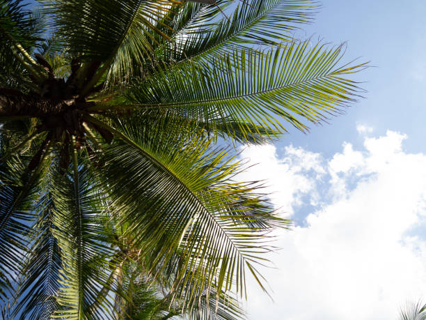 istock Coconut palm tree with sun light on sky and cloud background. Copy space of silhouette tropical palm tree 1298248952