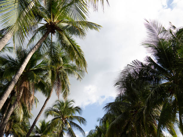 istock Coconut palm tree with sun light on sky and cloud background. Copy space of silhouette tropical palm tree 1298248953