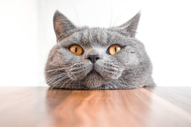 istock Cute Brittish short hair pussy 1298248977