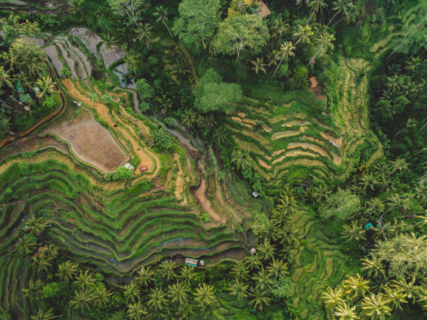 istock Aerial View Of Rice Field 1298249291