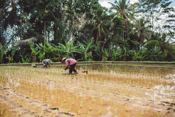 istock People Cultivating Rice Against Palm Trees 1298249355