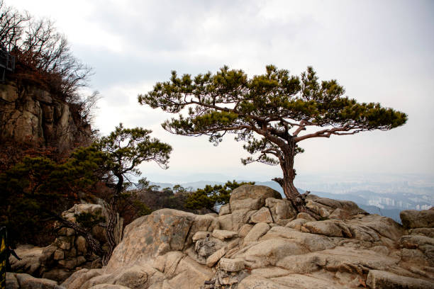 istock The pine tree in Mt. Kwanaksan 1298249442