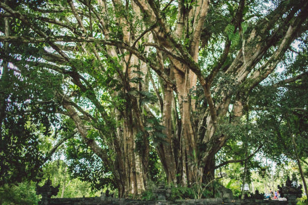Photo taken in Banjar Istananegara, Indonesia