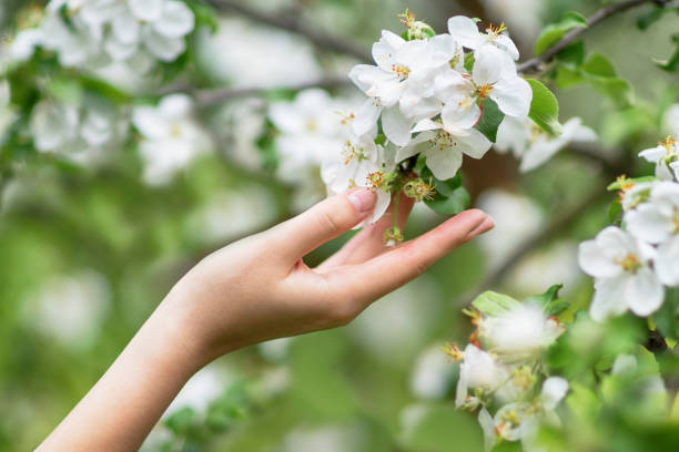 Hand touches a blossoming apple tree branch. stock photo