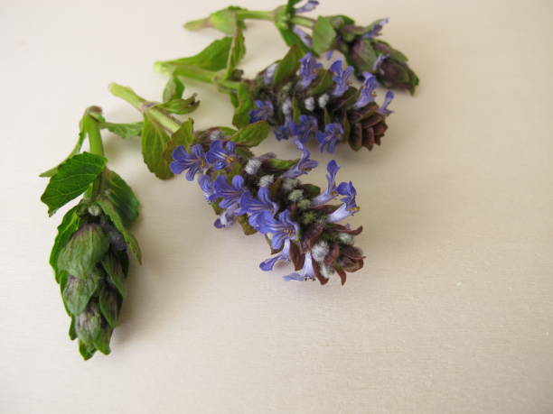 istock Healing herbs, blue flowering bugle on a wooden board 1298250824