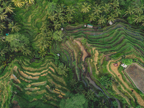 istock High Angle View Of Agricultural Field 1298250979