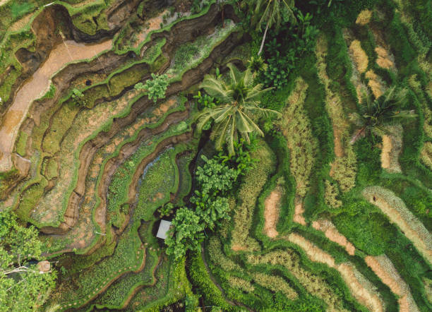 istock High Angle View Of Vineyard 1298250984
