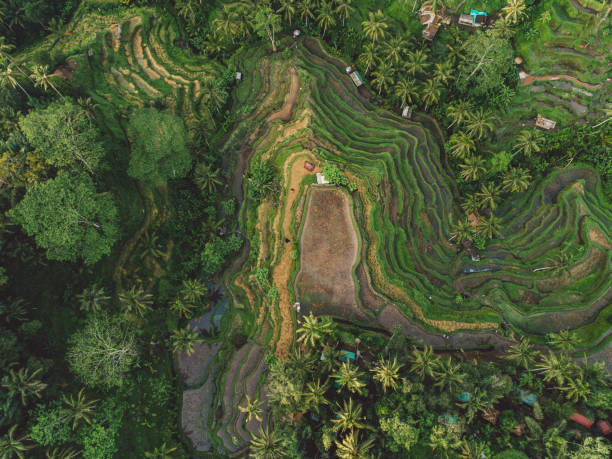 istock High Angle View Of Agricultural Field 1298252055