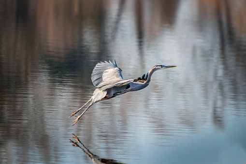 Closeup of a Great Blue Heron flying gracefully over the water of a Chesapeake Bay pond