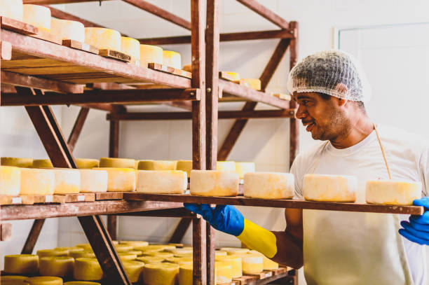 człowiek wkładający sery do dojrzewania - cheese making zdjęcia i obrazy z banku zdjęć