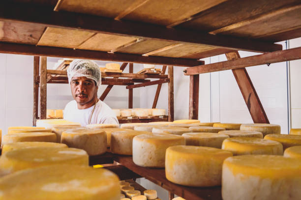 un homme à l’arrière-plan mettant des fromages à mûrir sur l’étagère - cheese making photos et images de collection