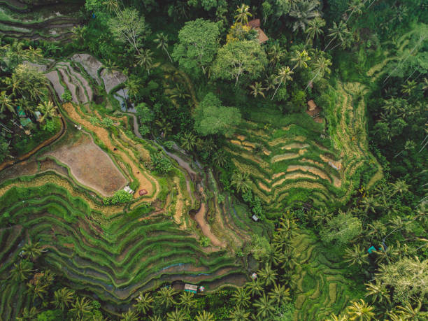 istock High Angle View Of Agricultural Field 1298254130