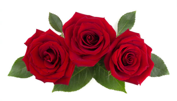 istock Red rose flowers and leaves on white 1298254370