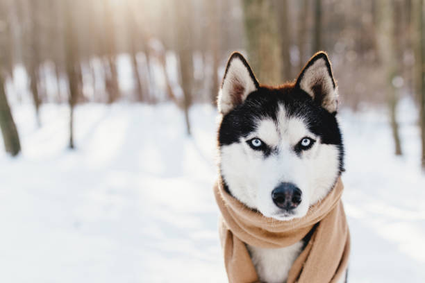 istock Husky wrapped in a scarf in a snowy forest 1298255454