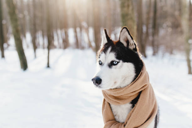 istock Husky wrapped in a scarf in a snowy forest 1298255497