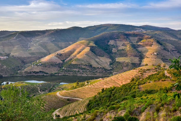 istock River surrounded by mountains planted with vineyards 1298255562