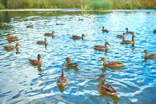istock Ducks gather in flocks before the autumn flight. 1298257431