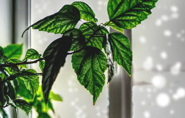 Close up of green leaf